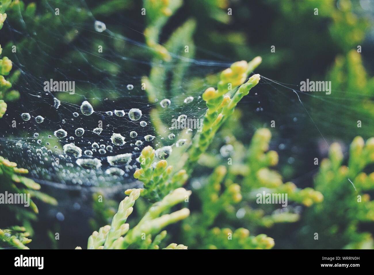 Spiderweb In Spruce Tree Stock Photo