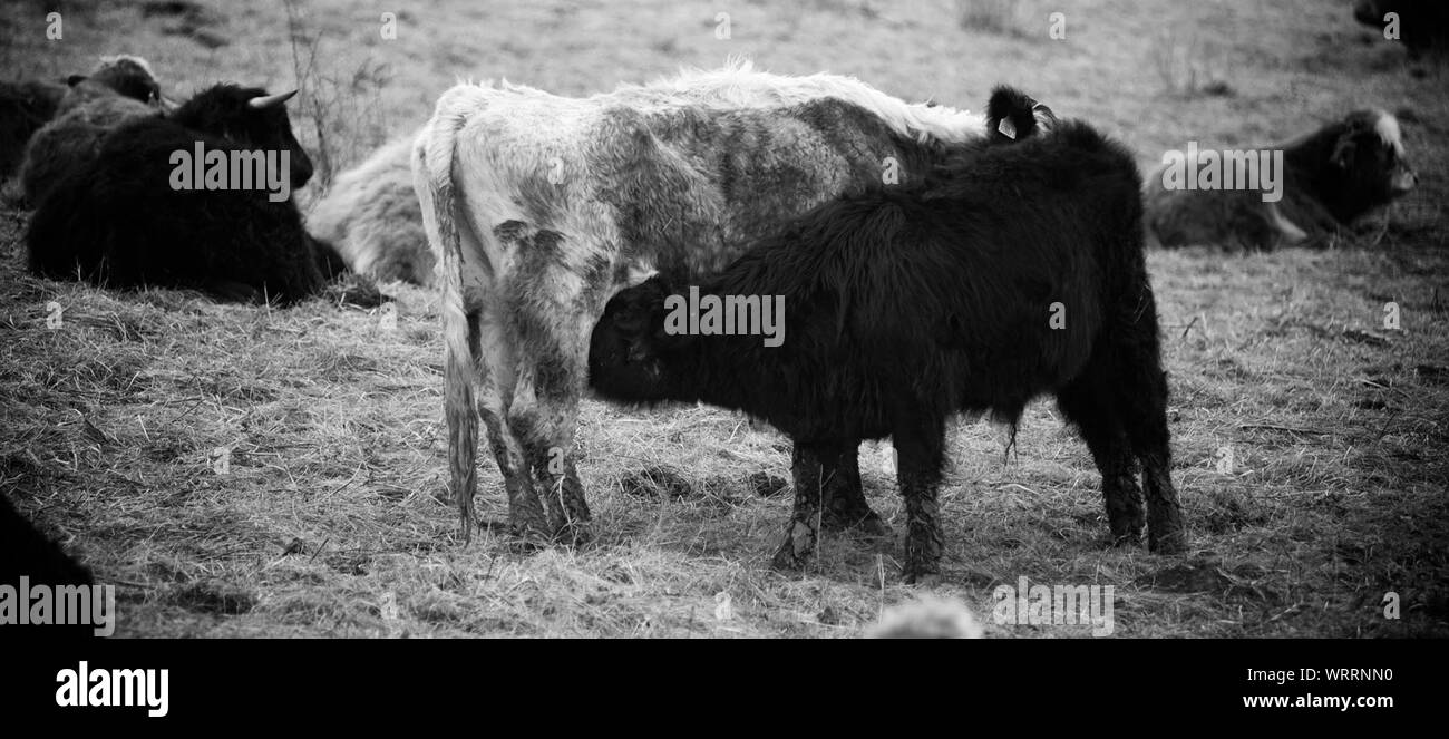 Young One Feeding On Mother Animal Stock Photo