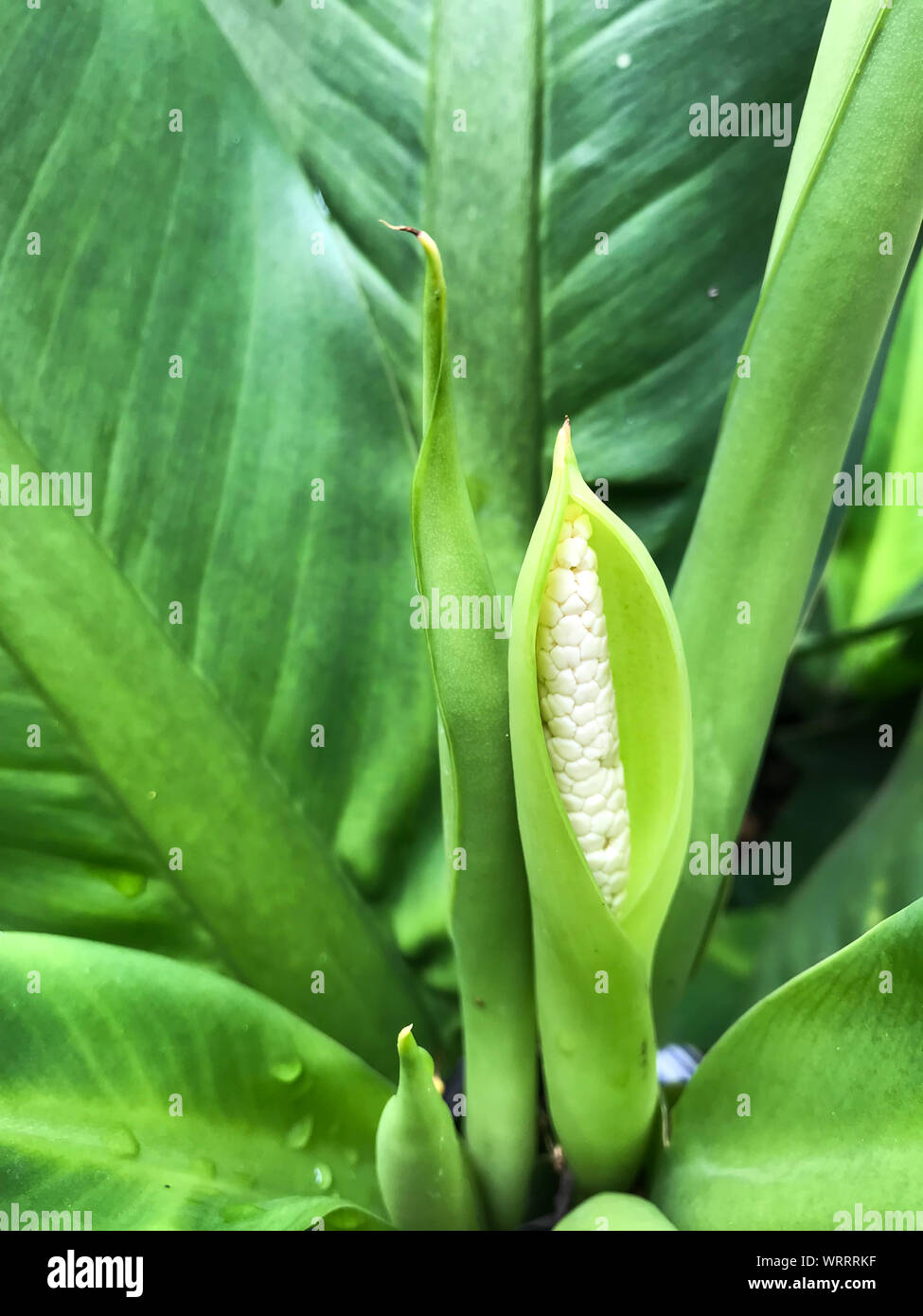 Dieffenbachia flower with water drops on green  leaves Stock Photo
