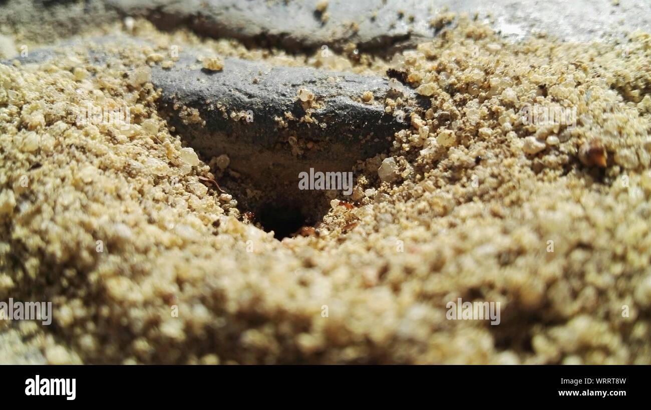 Ant hole hires stock photography and images Alamy