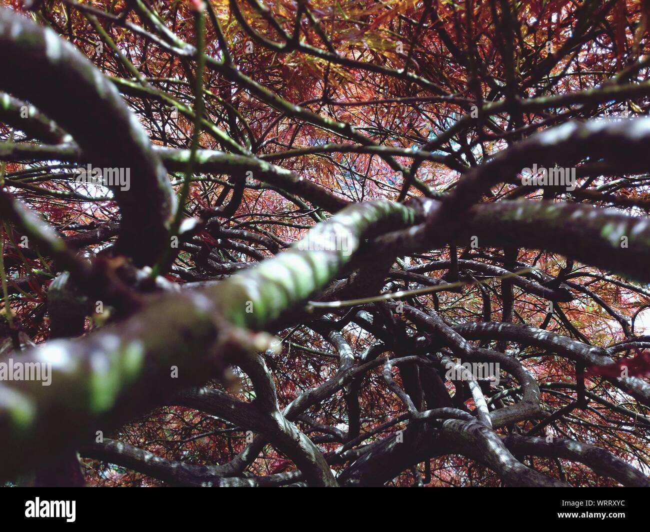 Close Up Of Twisted Branches Of A Tree Stock Photo - Alamy