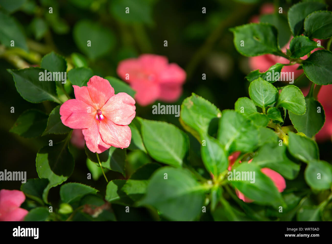 Pink flowers in bokeh garden background, Close up & Macro shot, Selective focus, Abstract graphic design Stock Photo