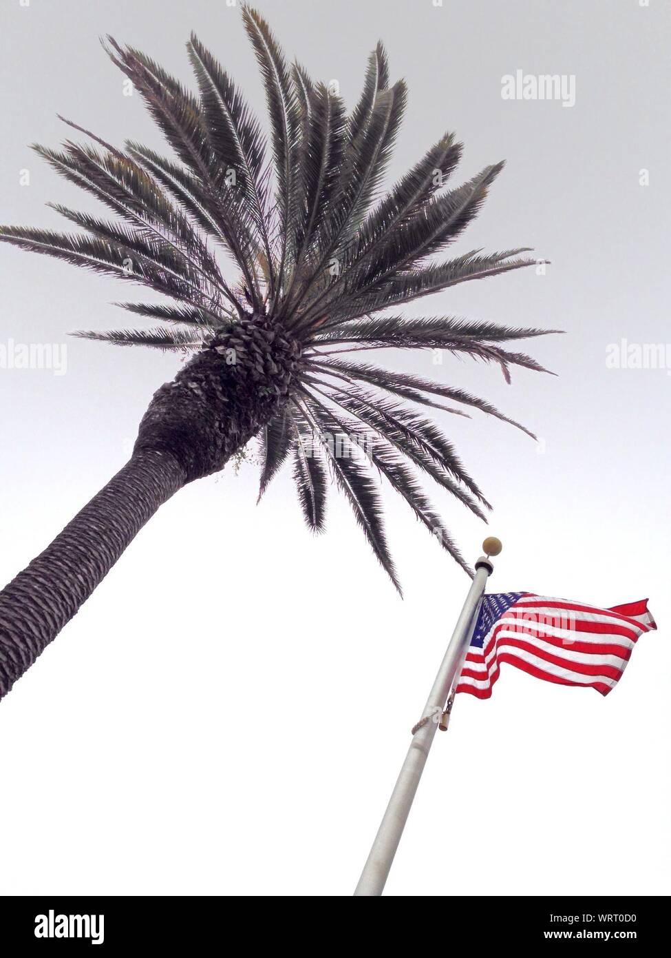 American flag palm tree hires stock
