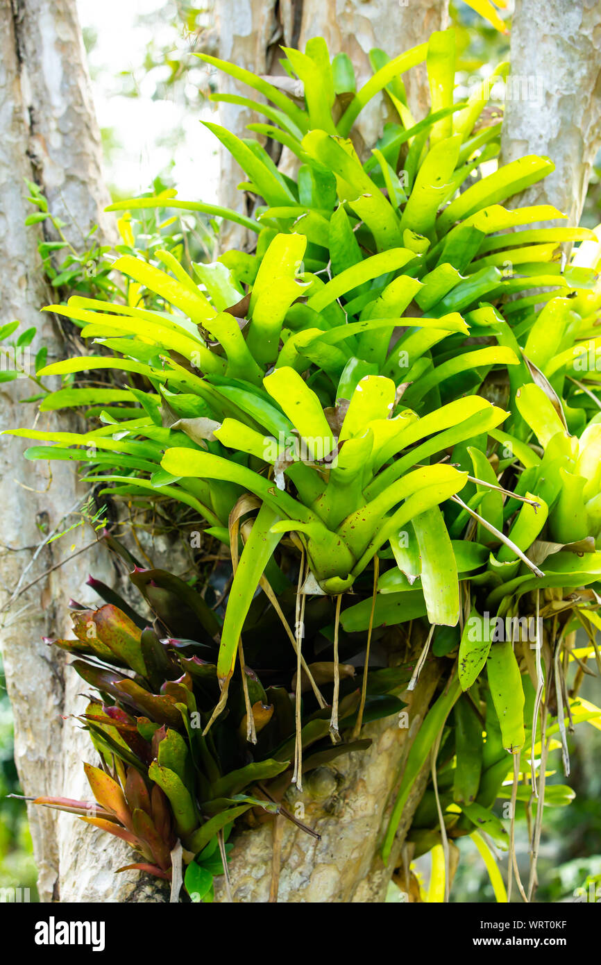 Bromeliad tree ( Aechmea fasciata, Guzmania, Urn Plant ) clinging on the tree, Abstract graphic design Stock Photo