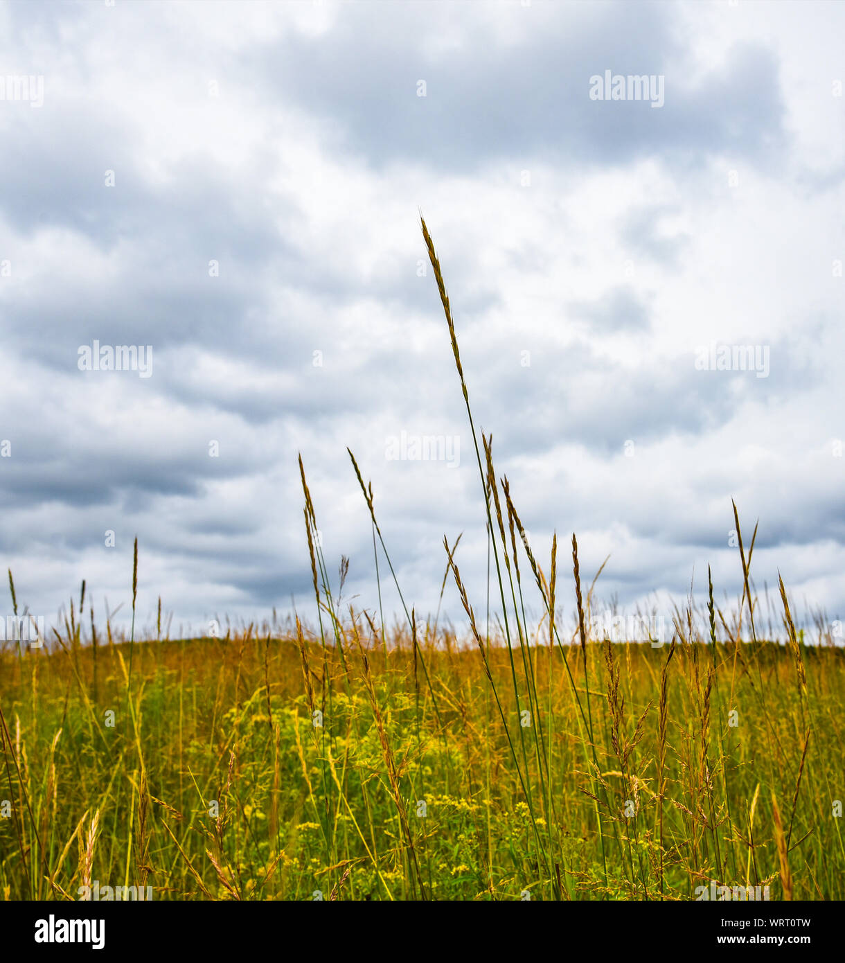 Wild plants in the field Stock Photo