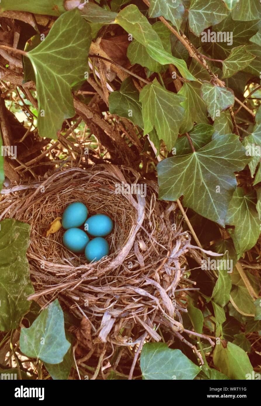 Four Robins Eggs In Nest Hi Res Stock Photography And Images Alamy