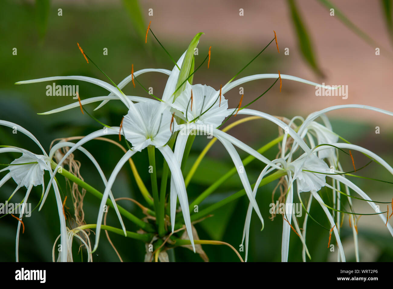 White beach spider lily flower in the garden, Close up & Macro shot, Selective focus Stock Photo