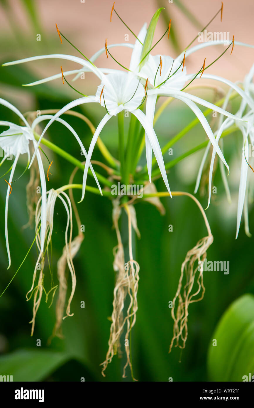 White beach spider lily flower in the garden, Close up & Macro shot, Selective focus Stock Photo