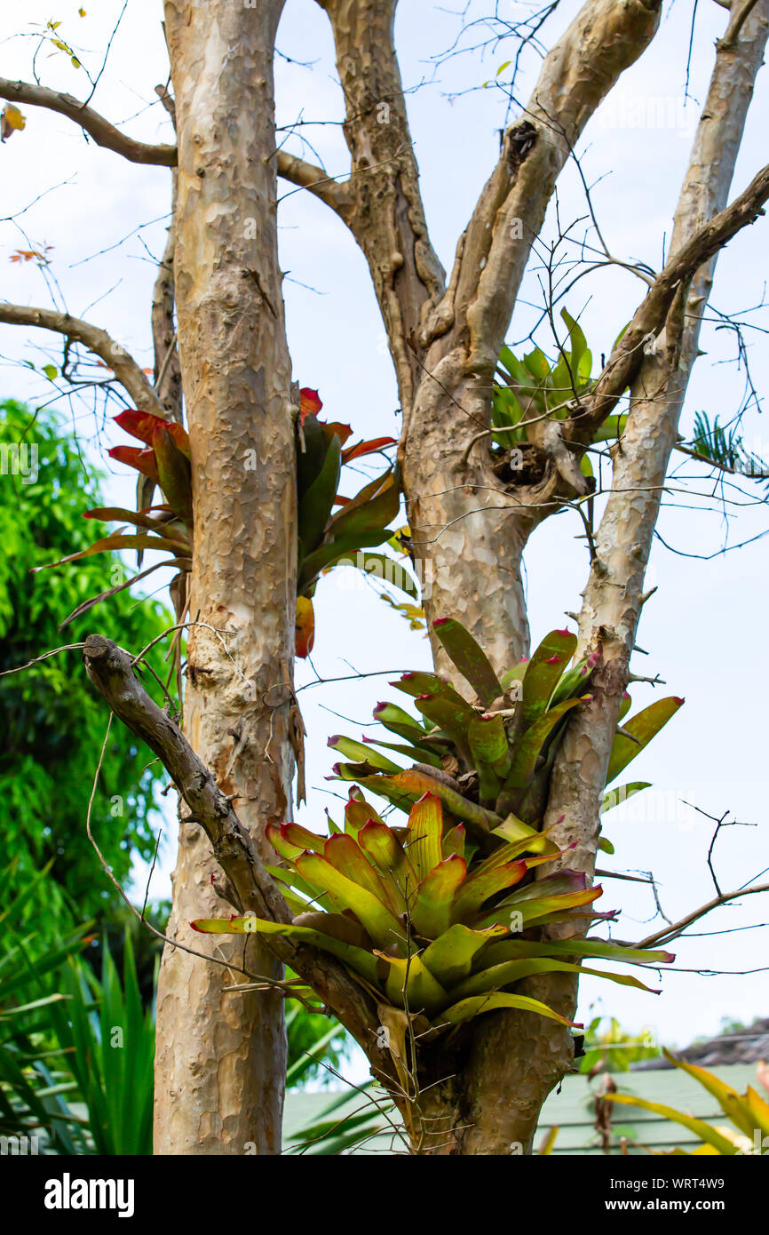 Bromeliad tree ( Aechmea fasciata, Guzmania, Urn Plant ) clinging on the tree, Abstract graphic design Stock Photo