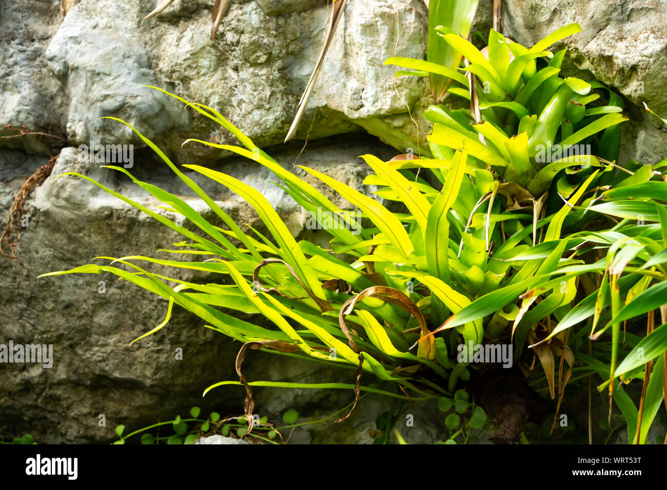 Bromeliad tree ( Aechmea fasciata, Guzmania, Urn Plant ) with fern clinging on the stone, Abstract graphic design Stock Photo