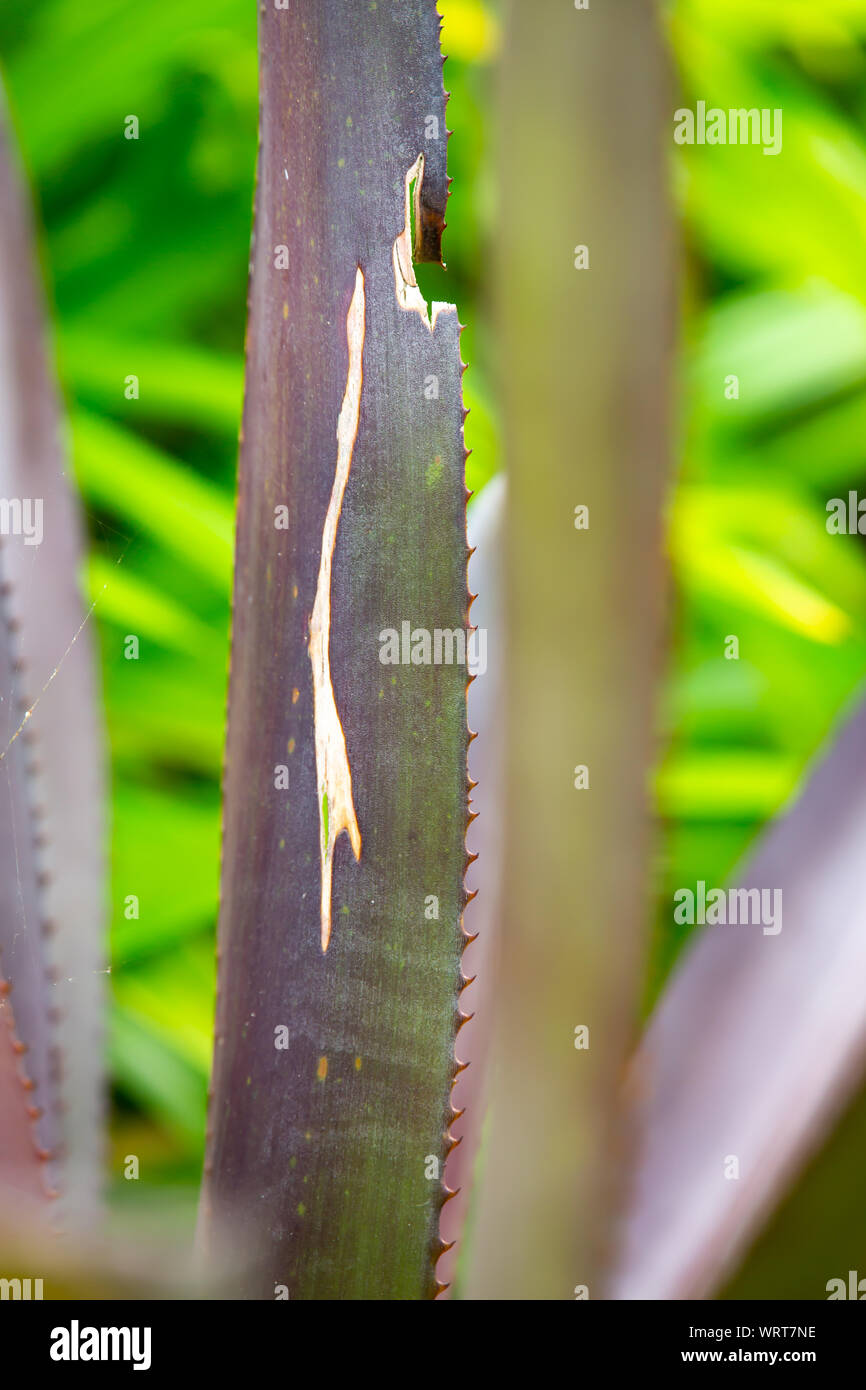 Thorn in Bromeliad tree ( Aechmea fasciata, Guzmania, Urn Plant ) in the garden, Close up & Macro shot, Selective focus, Abstract graphic design Stock Photo