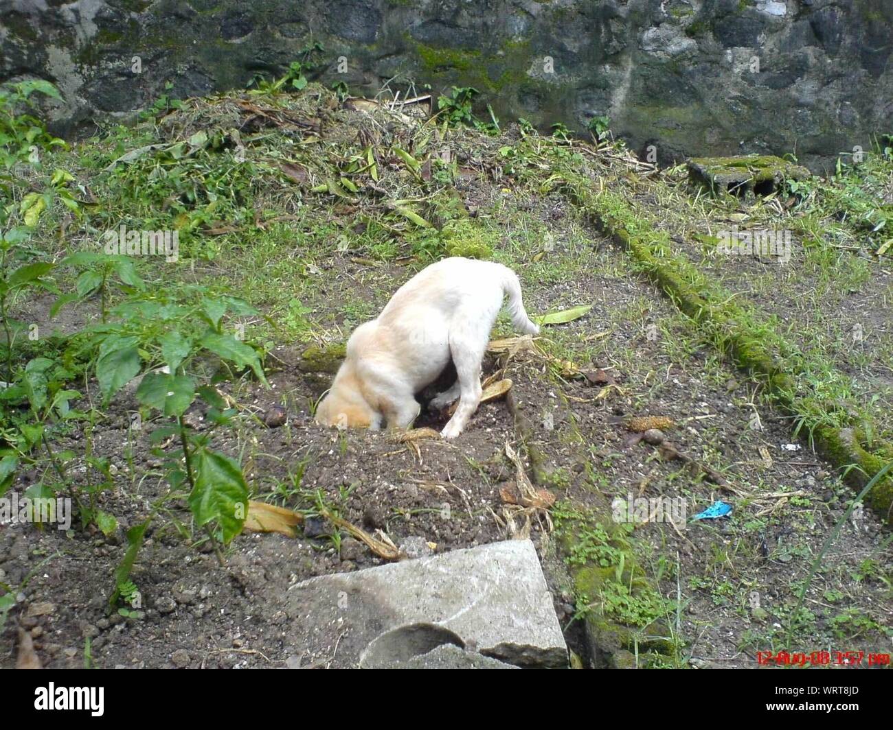 Dog digging hole hi-res stock photography and images - Alamy