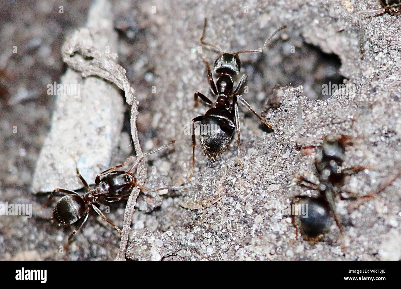 Ants Sand High Resolution Stock Photography and Images Alamy
