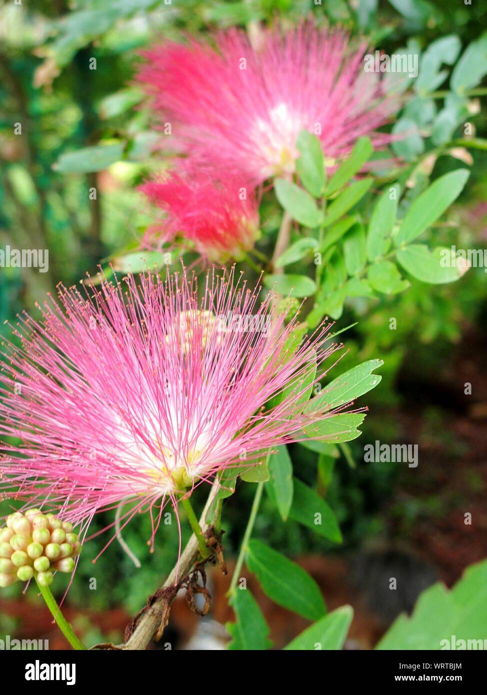 Mimosa pudica flower hires stock photography and images Alamy