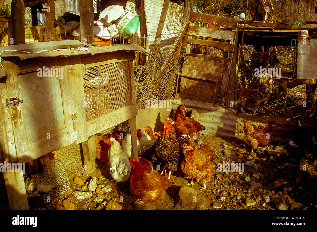 View Of Hens In Pen Stock Photo Alamy