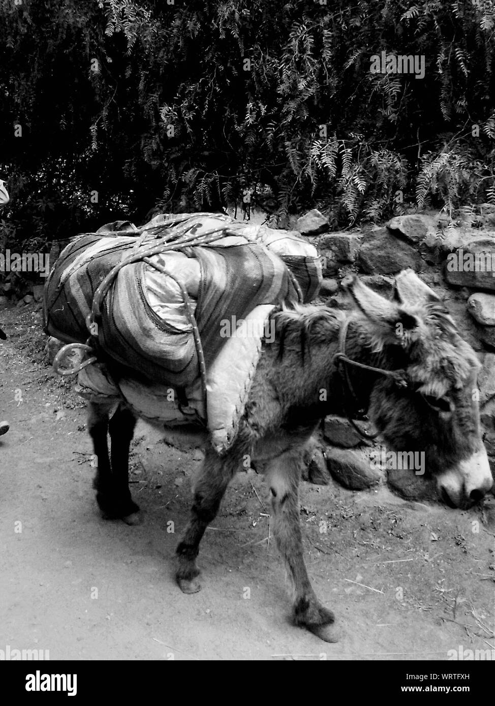 Donkey footpath hires stock photography and images Alamy