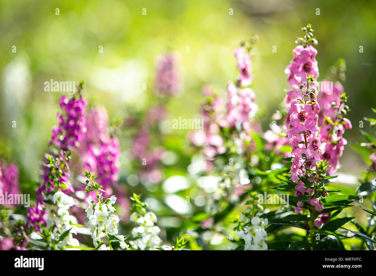 Salvia blooming in the garden, Pink , Purple colour flowers, Light and Shadow, Blurred and bokeh background, Selective focus Stock Photo