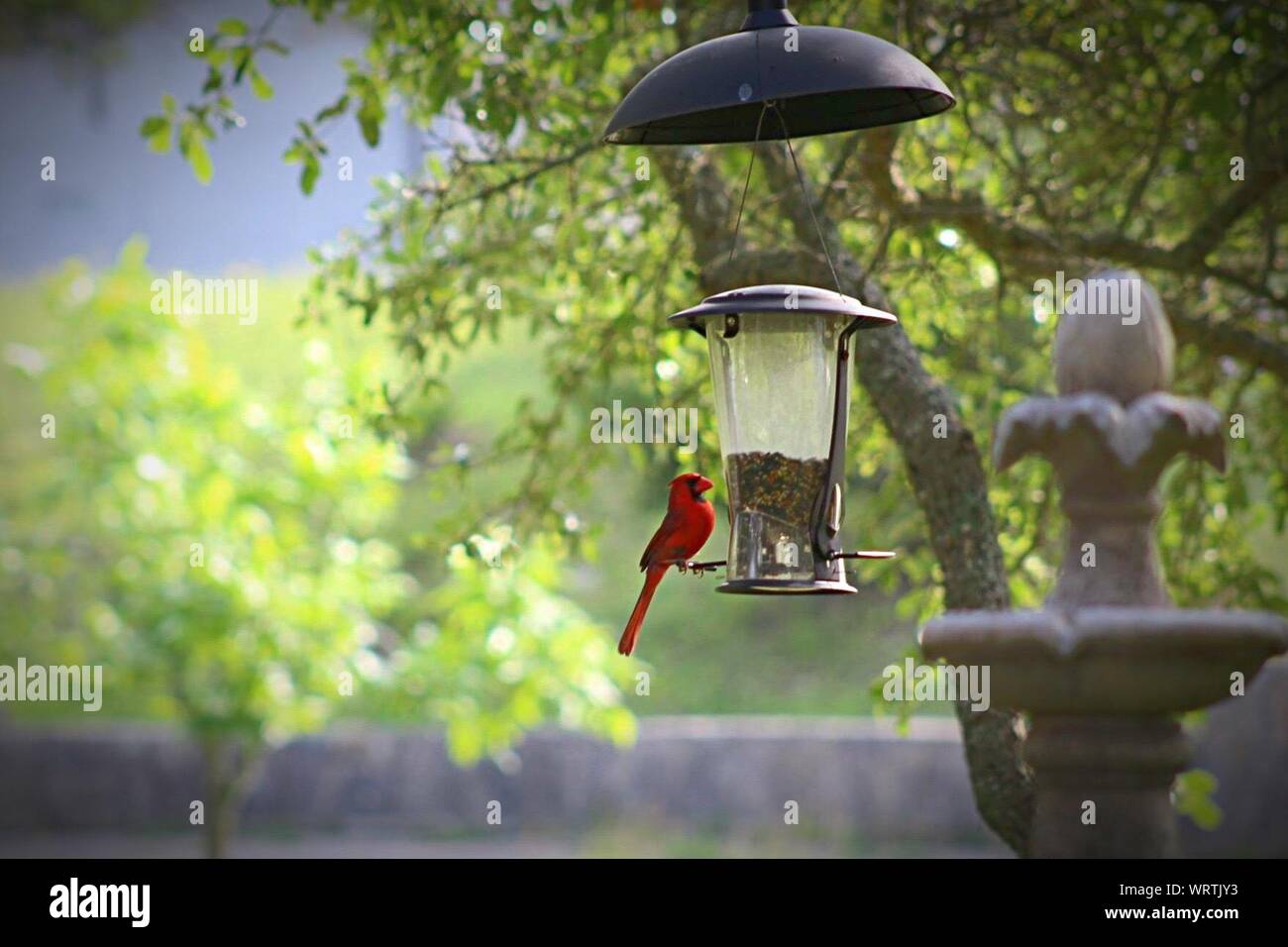 Northern Cardinal Perching Bird Feeder Stock Photo