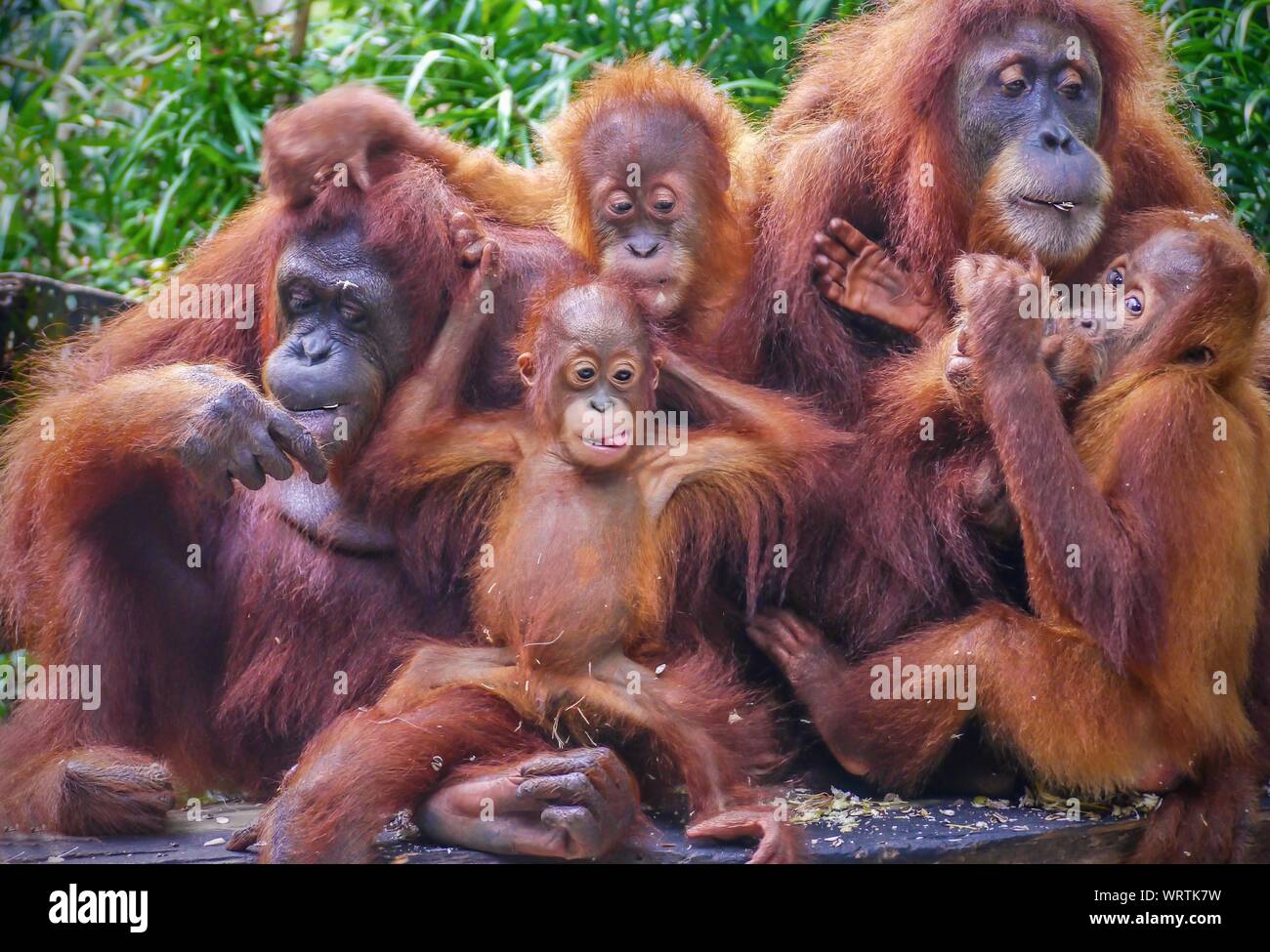 Funny portrait of a group of orangutans, including two mothers with their young offspring, enjoying a snack of sunflower seeds. Stock Photo