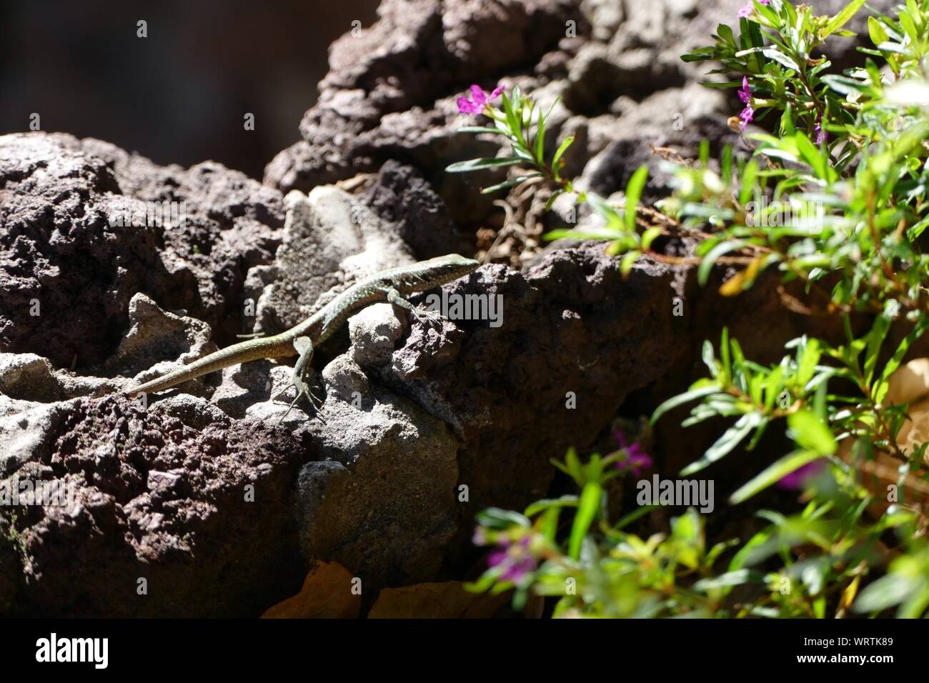 Lizard On Rock By Plant Stock Photo