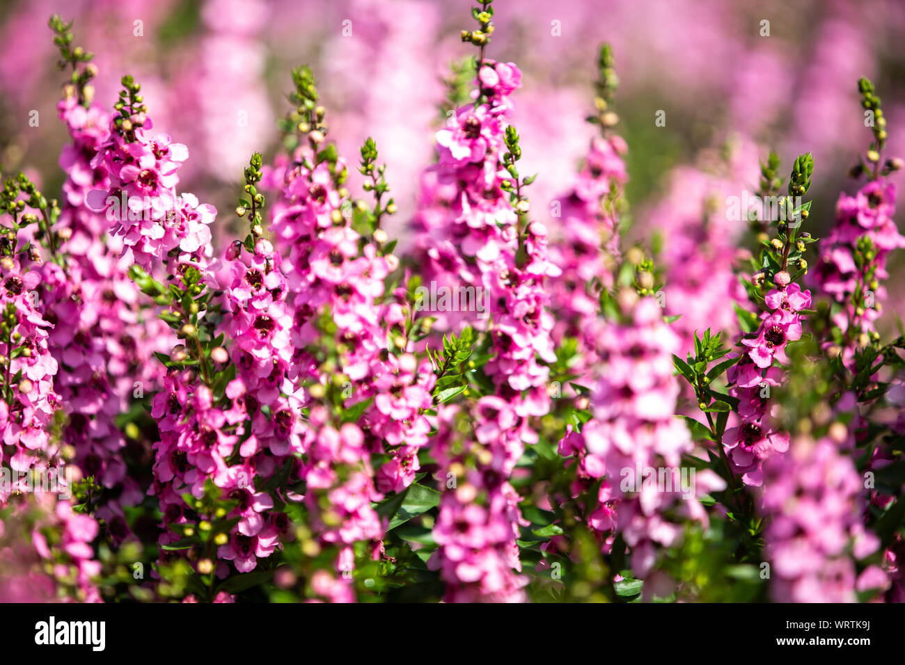 Salvia blooming in the garden, Pink colour flowers, Light and Shadow, Blurred and bokeh background, Selective focus Stock Photo