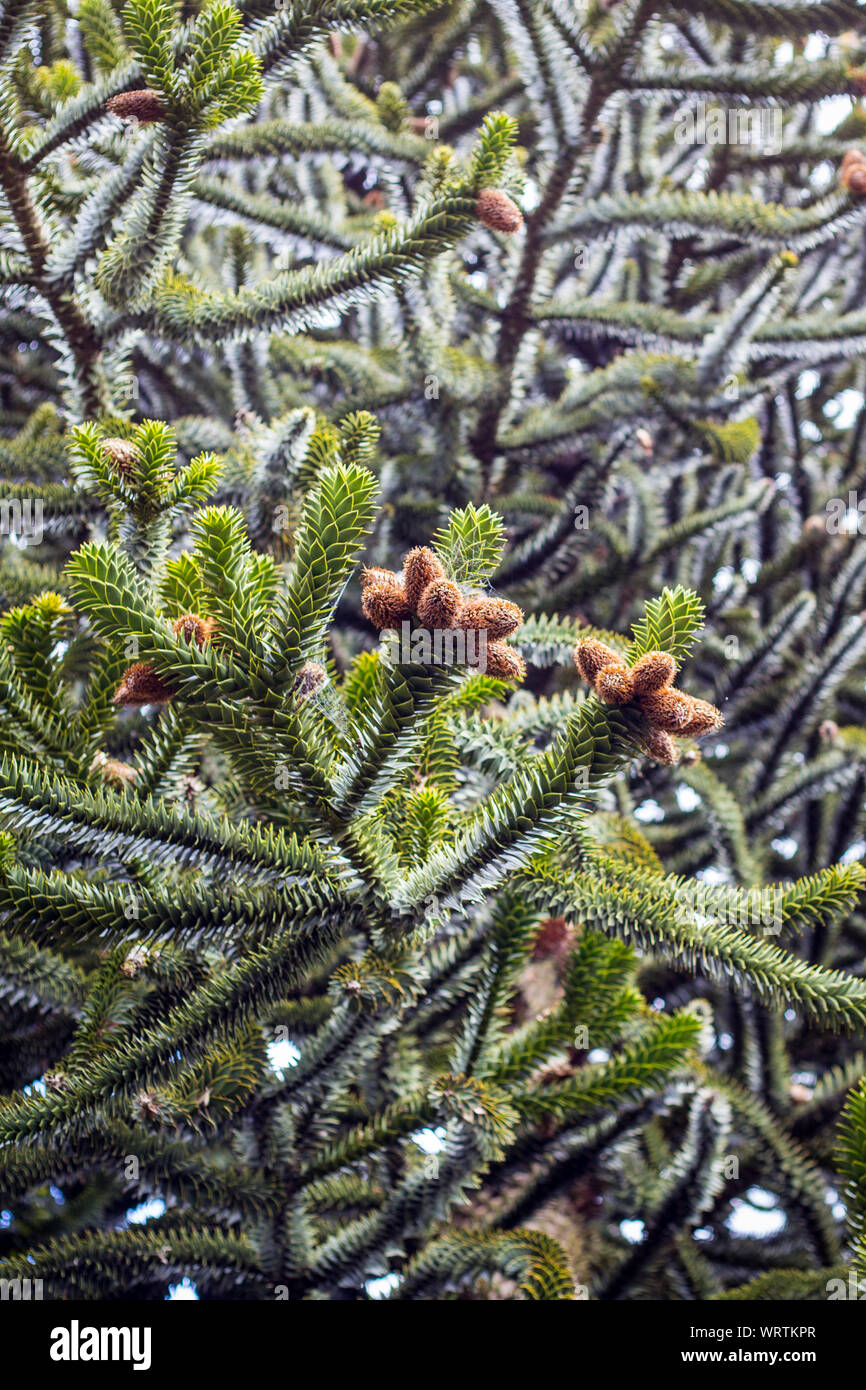 New cones forming on a monkey puzzle tree in springtime, Christchurch, New Zealand Stock Photo