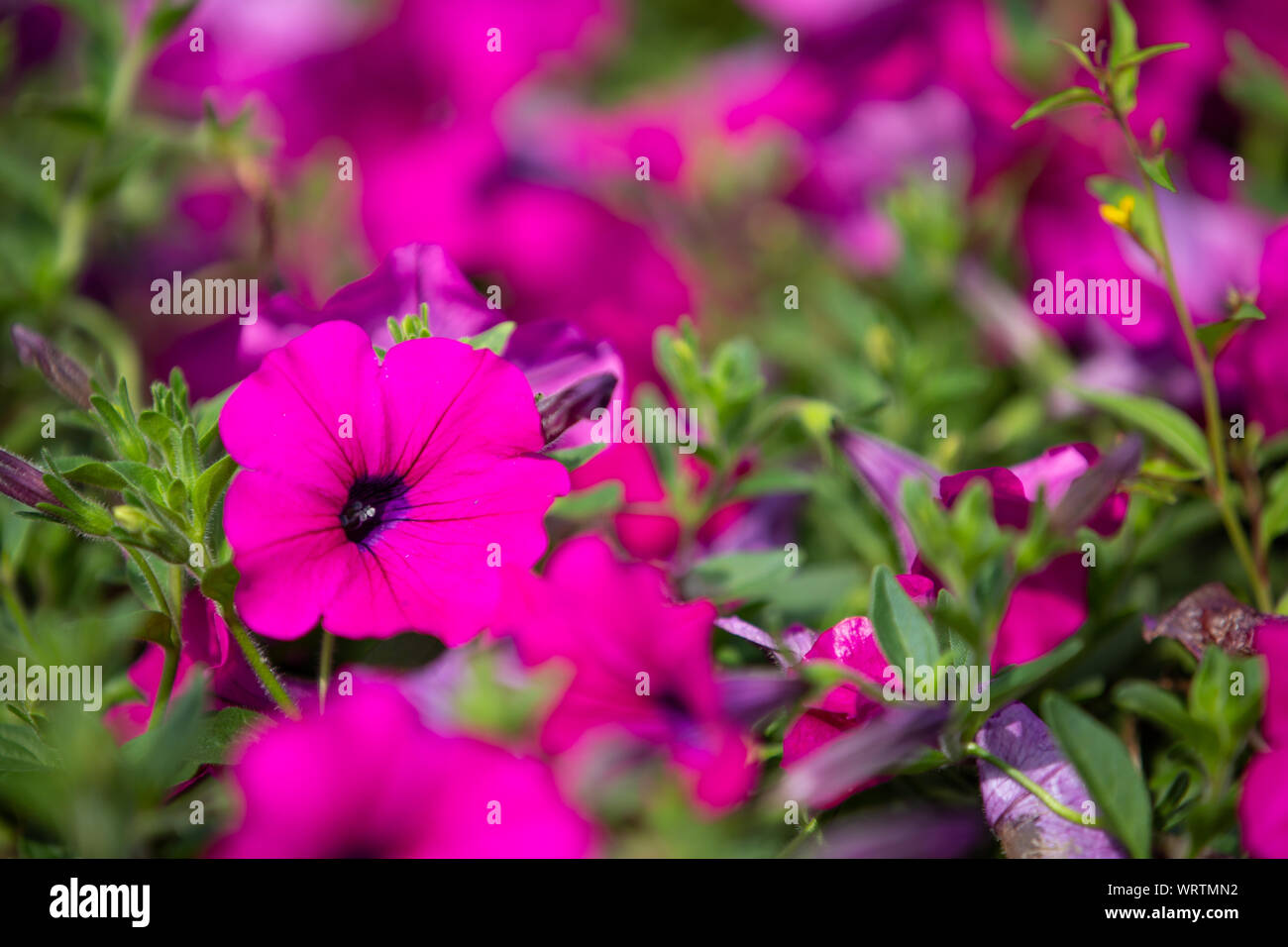 Petunia (Petunia hybrida) flowers in the garden, Pink colour,  Close up & Macro shot, Selective focus, Abstract pattern background Stock Photo