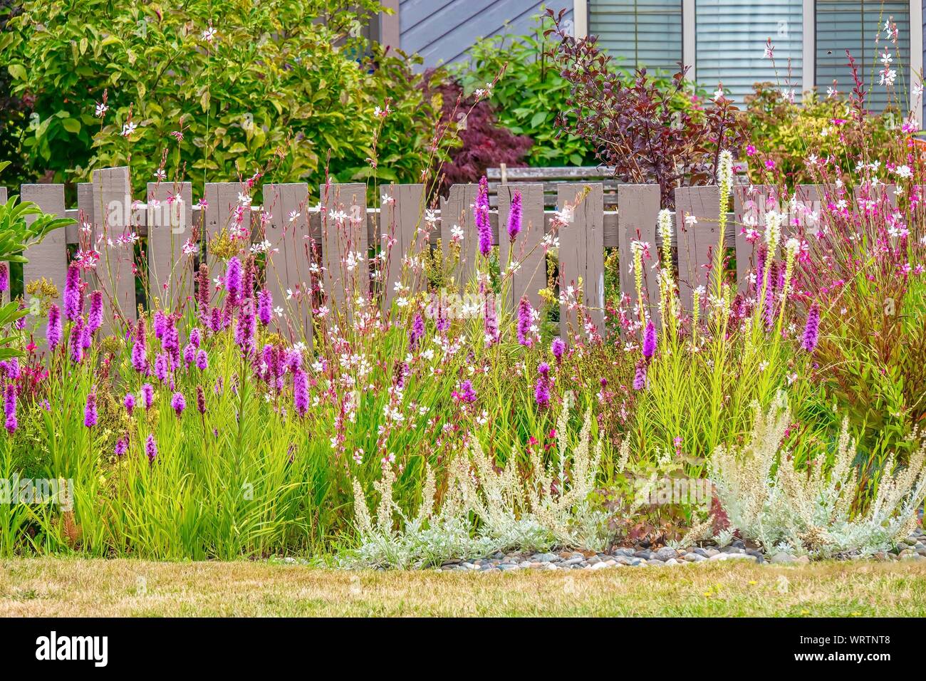A pretty, ornamental garden blooming with purple flowers, in front of a wooden fence in a suburban neighborhood in Vancouver, Canada. Stock Photo