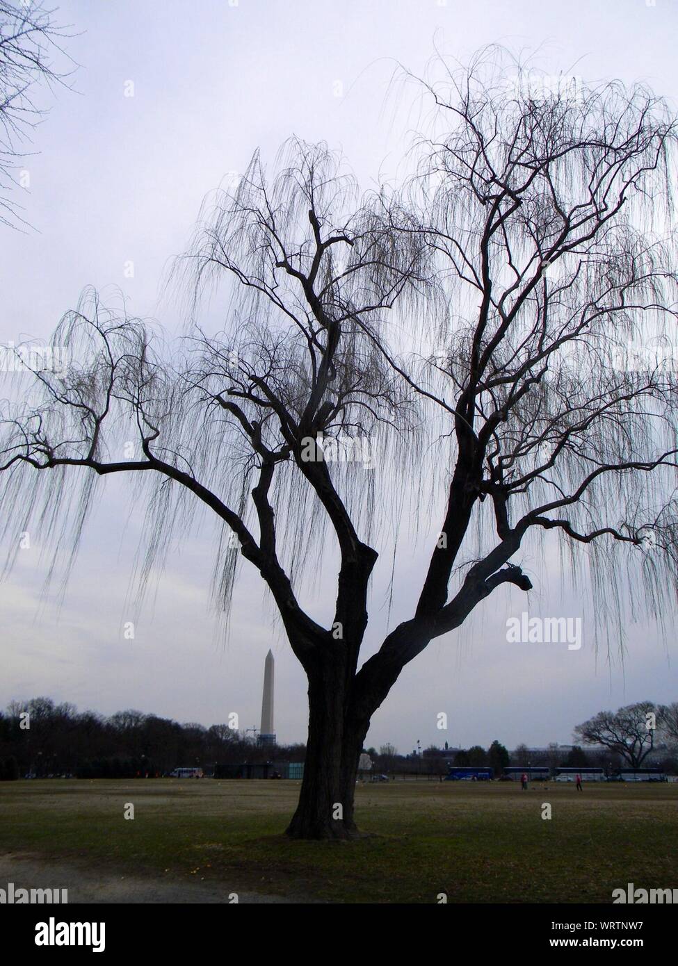 Leafless tree hi-res stock photography and images - Alamy
