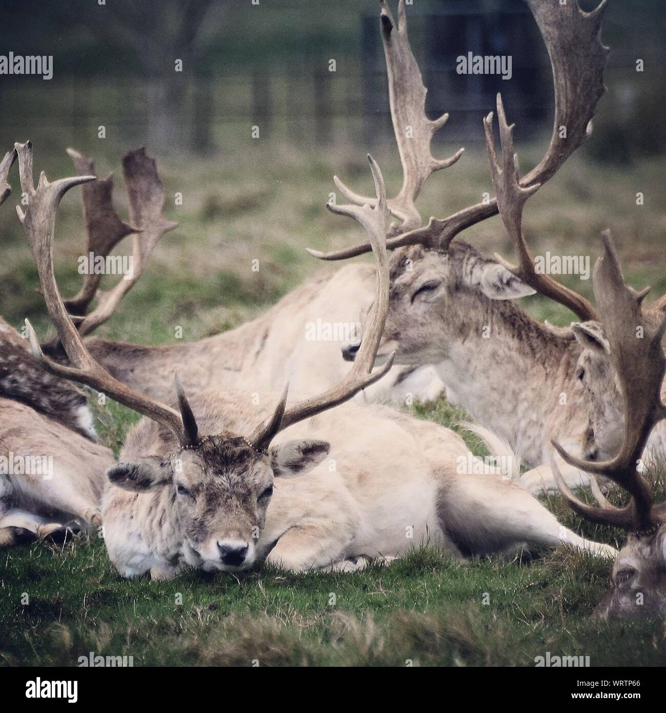 Deer lying hires stock photography and images Alamy
