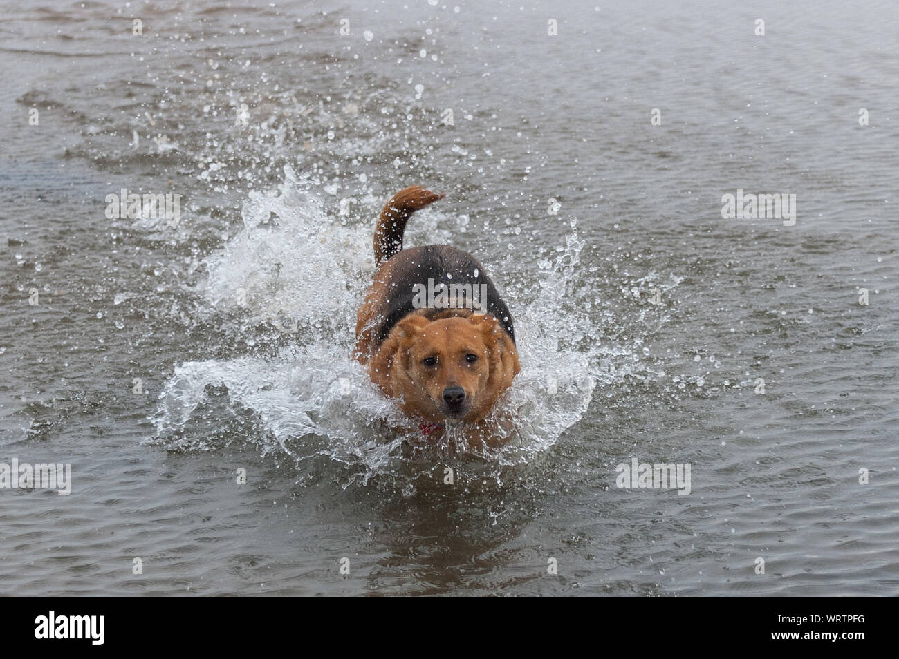 Dog splashing hires stock photography and images Alamy