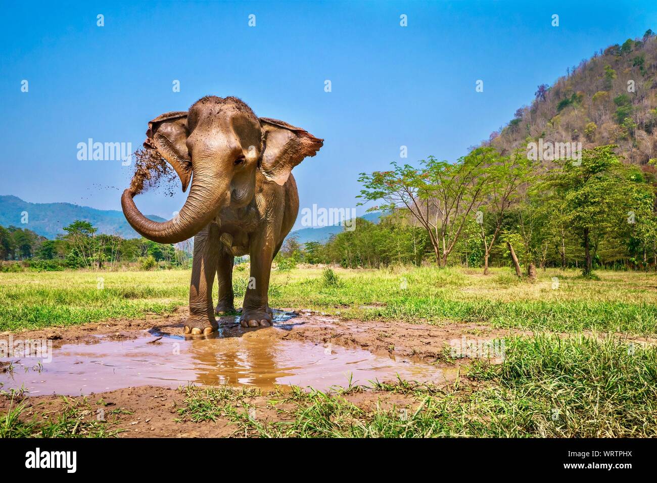 An adult female Asian elephant stands on the edge of a muddy pool, using her trunk to spray a layer of mud onto her skin. Chiang Mai, Thailand. Stock Photo