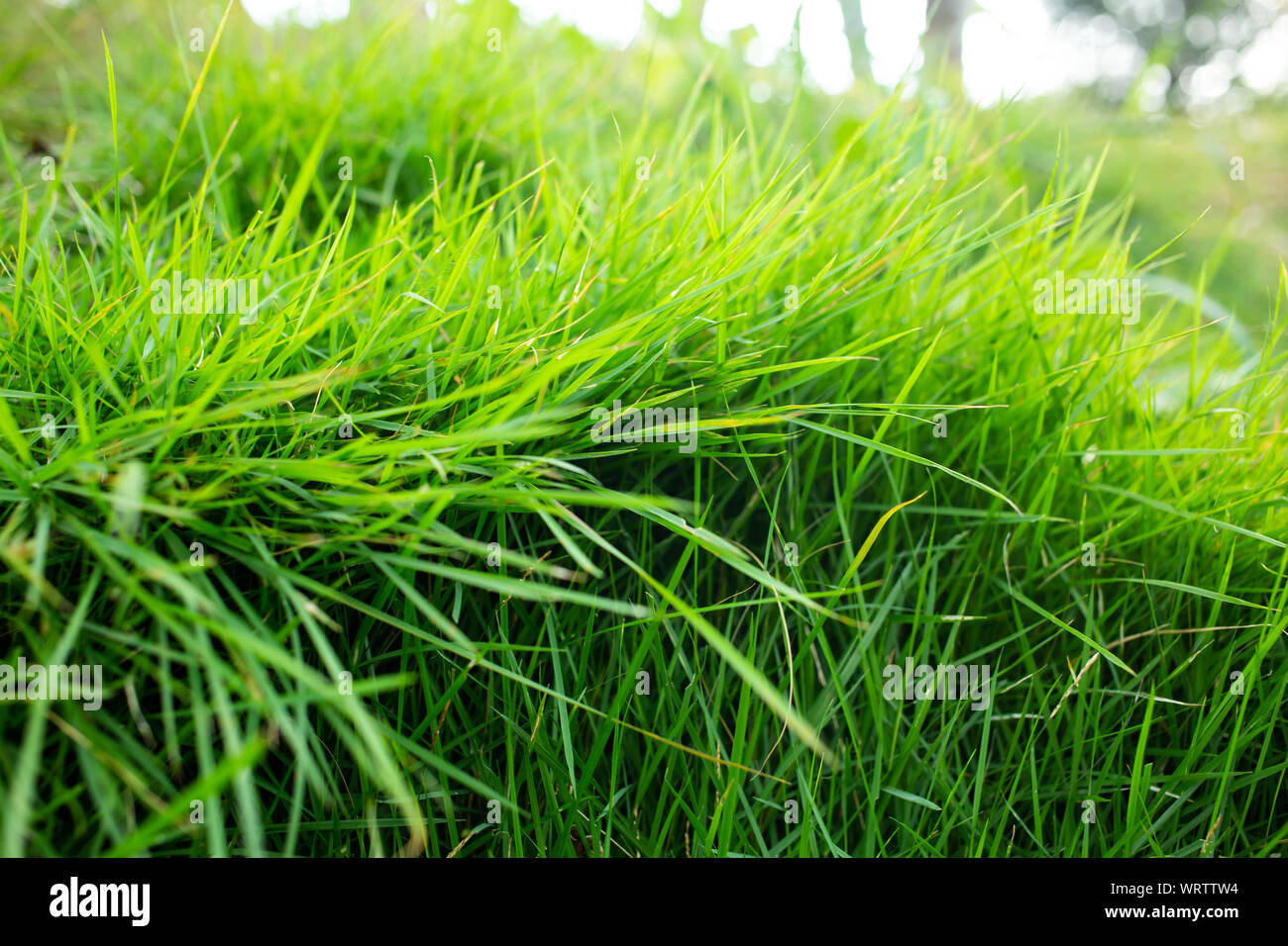 Green grass field close hi-res stock photography and images - Alamy