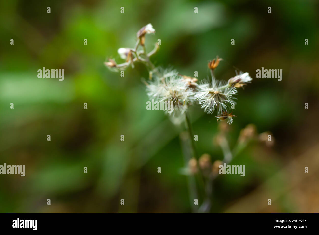 Ageratum conyzoides, Blurred little white flowers in bokeh garden background, Close up & Macro shot, Selective focus, Abstract graphic design Stock Photo