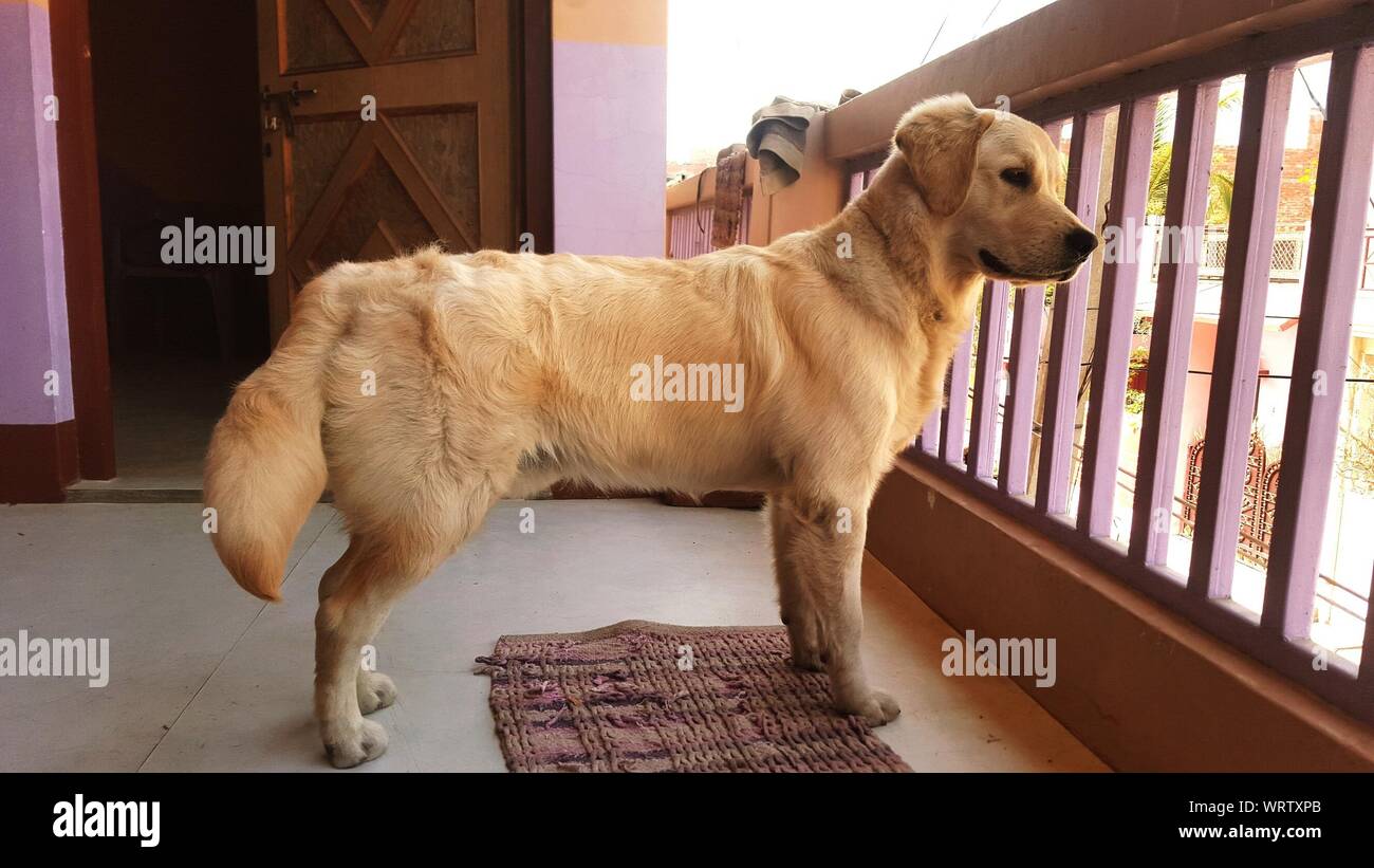 Dog Standing In Balcony Stock Photo Alamy