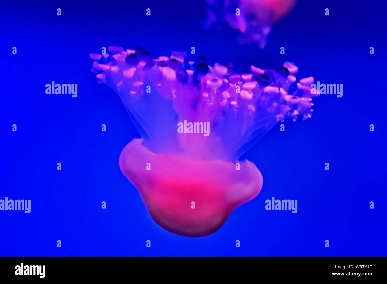 Close-up Of Jellyfish Swimming Underwater At Aquarium Stock Photo - Alamy