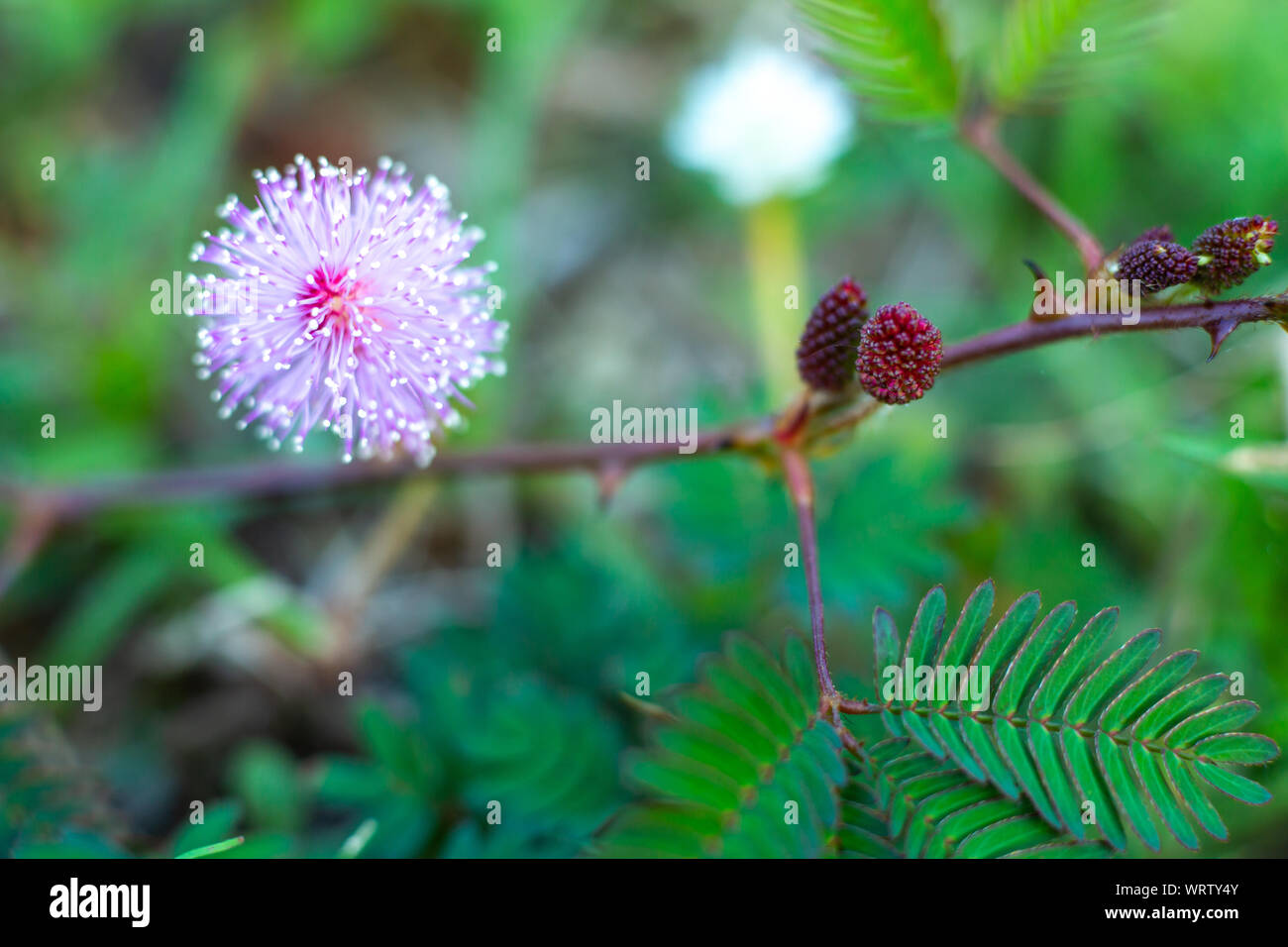Purple Leaf Mimosa Tree High Resolution Stock Photography And Images Alamy