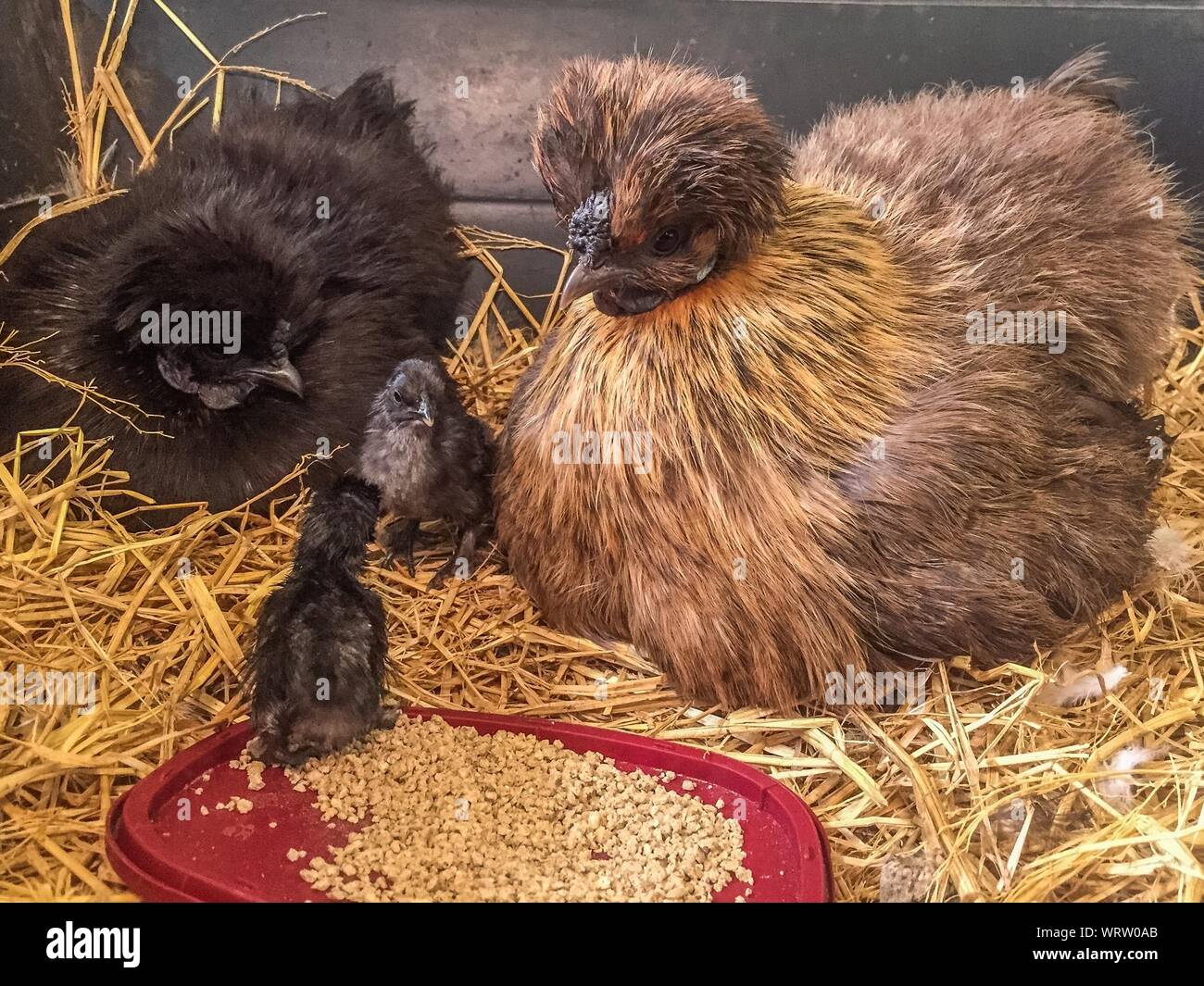 Silkie Chickens On Hay Stock Photo Alamy
