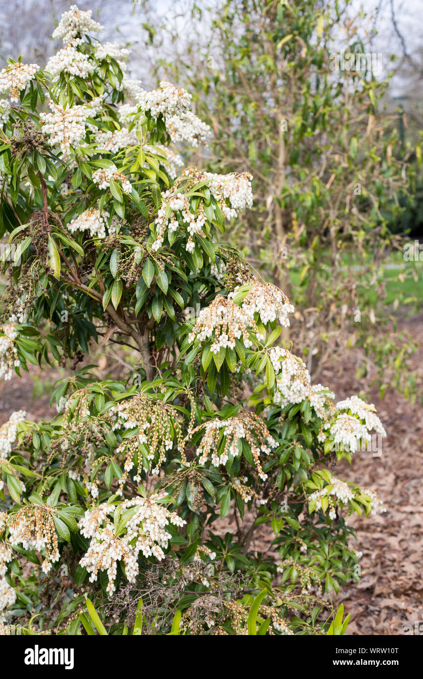 A Pieris (Lily-of-the-valley) shrub covered in masses of bell shaped white flowers in springtime, Canterbury, New Zealand Stock Photo