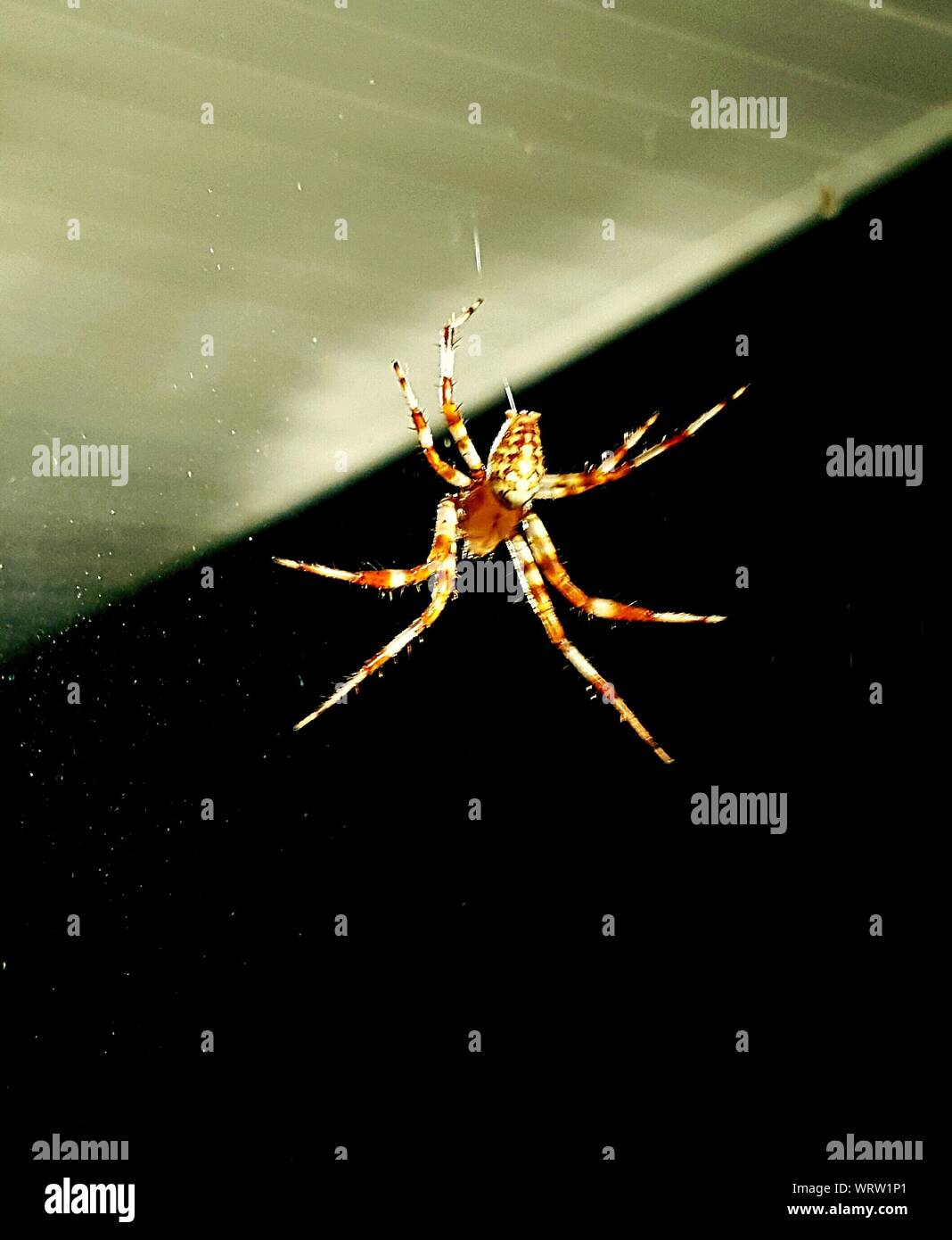 Spider Web Ceiling Stock Photos Spider Web Ceiling Stock