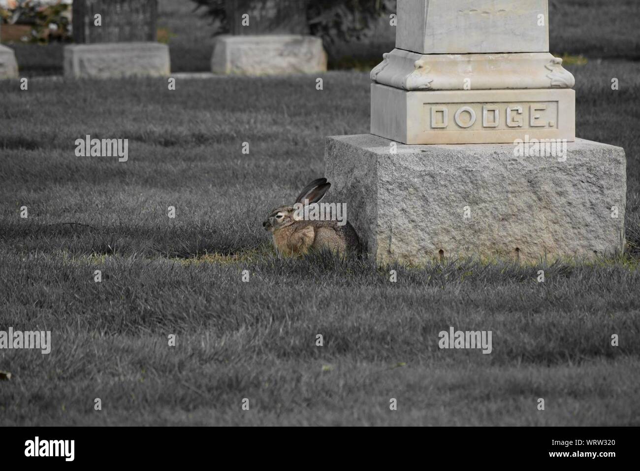 rabbit gravestone