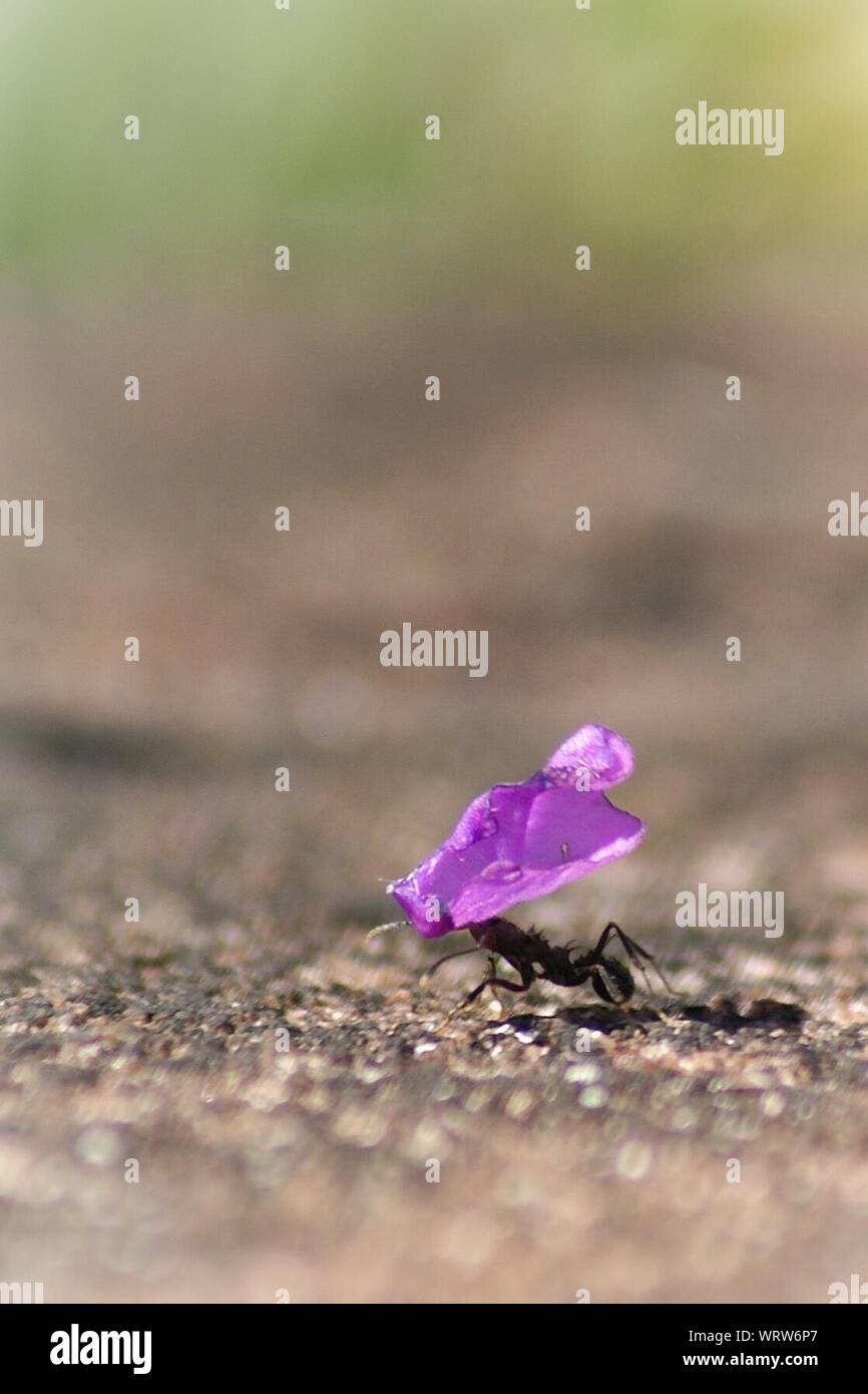 Ant Carrying Cut Flower Petal Stock Photo