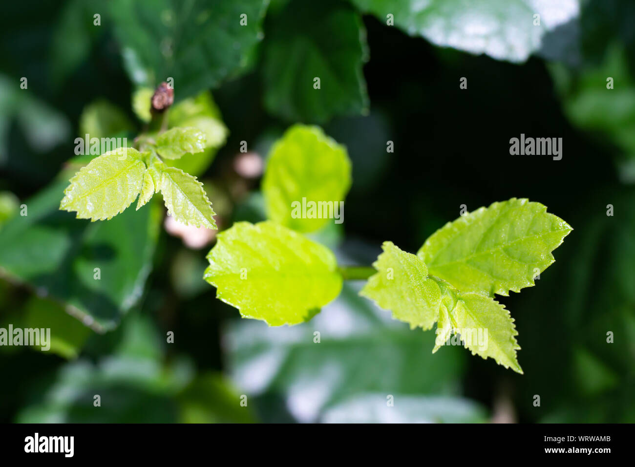Fresh green Streblus asper Lour, Siamese rough bush, Tooth brush tree in garden, Macro & Close up shot, Selective focus Stock Photo