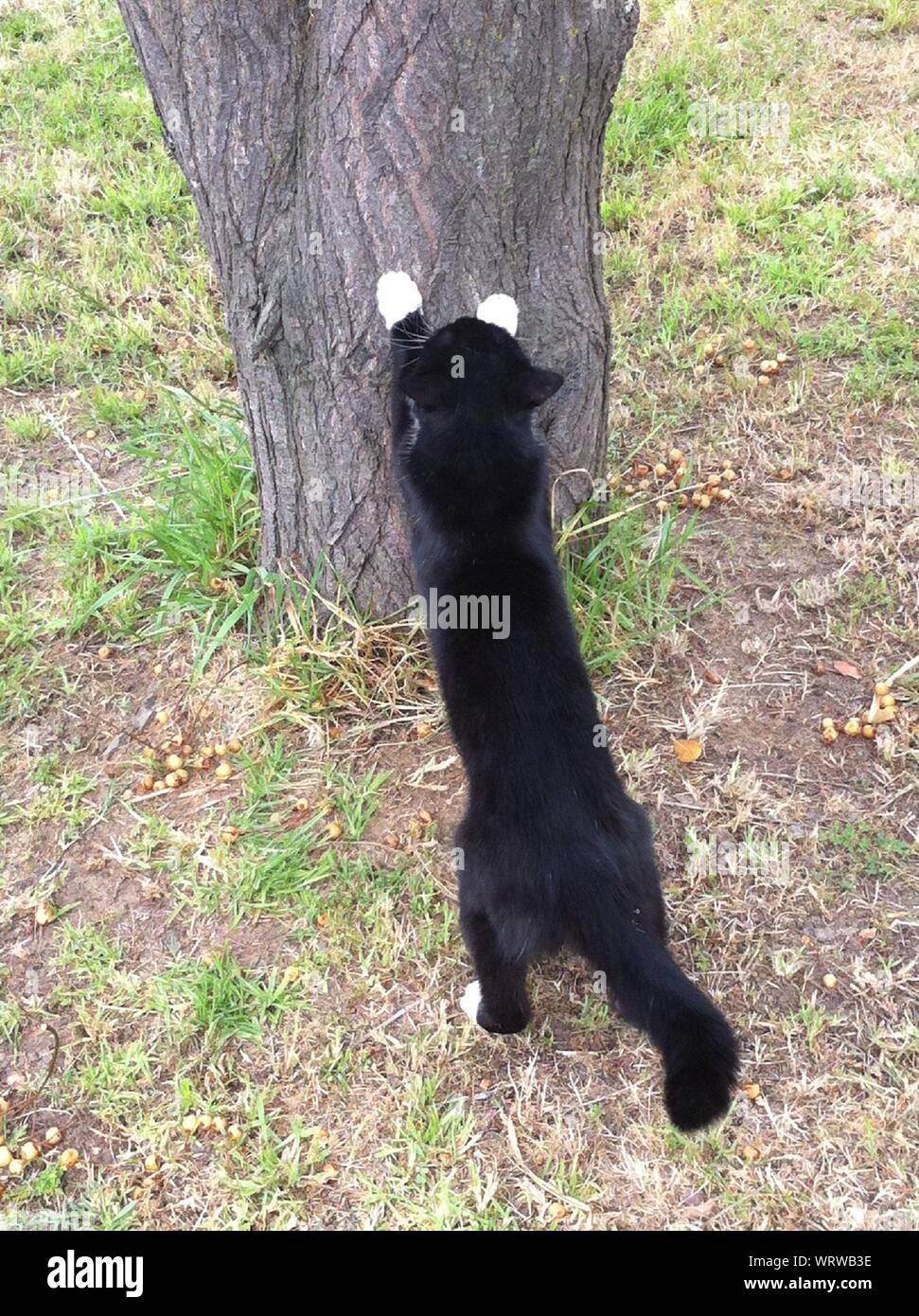Cat scratching tree hires stock photography and images Alamy