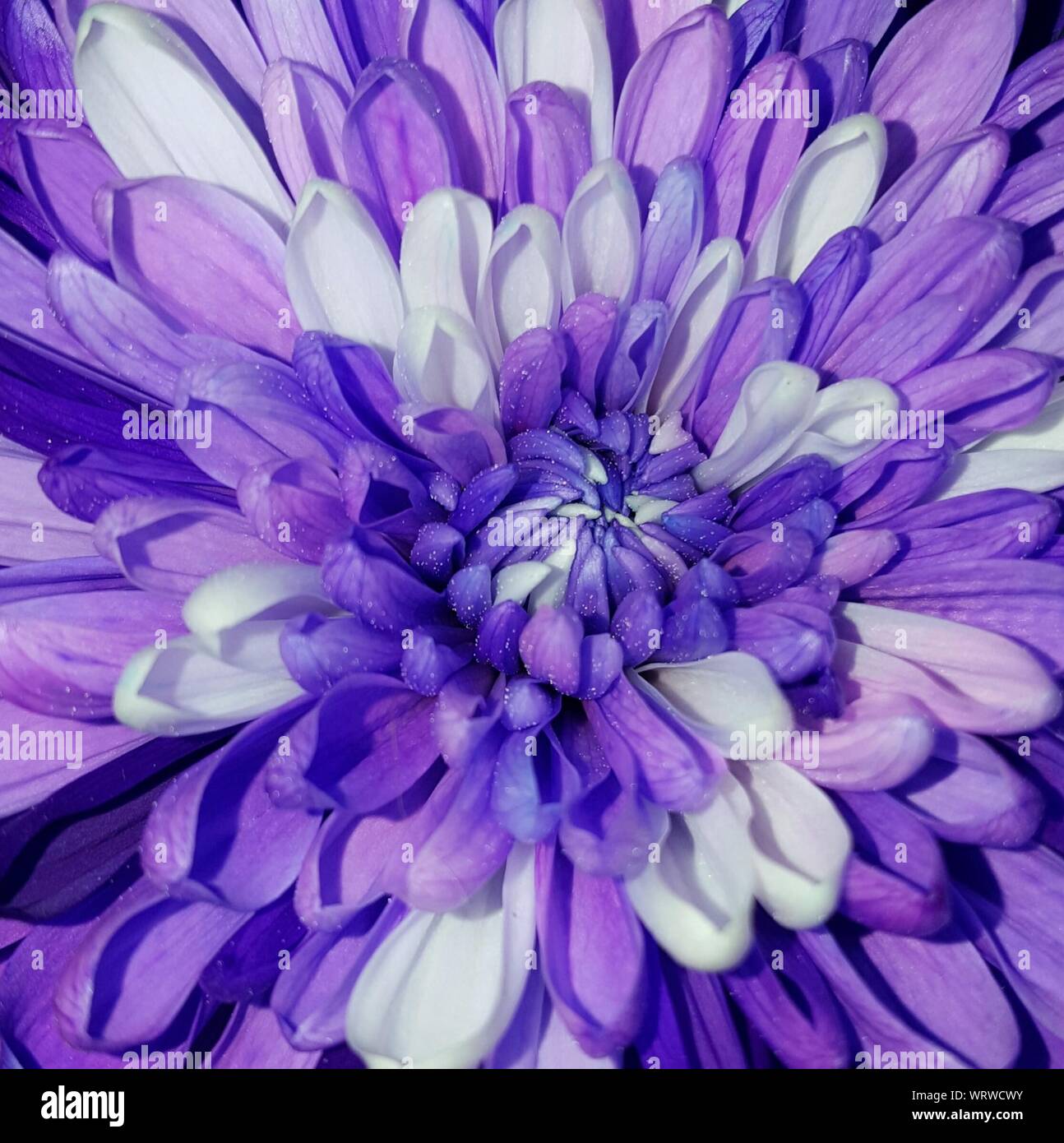 Full Frame Shot Of Purple Dahlia Stock Photo
