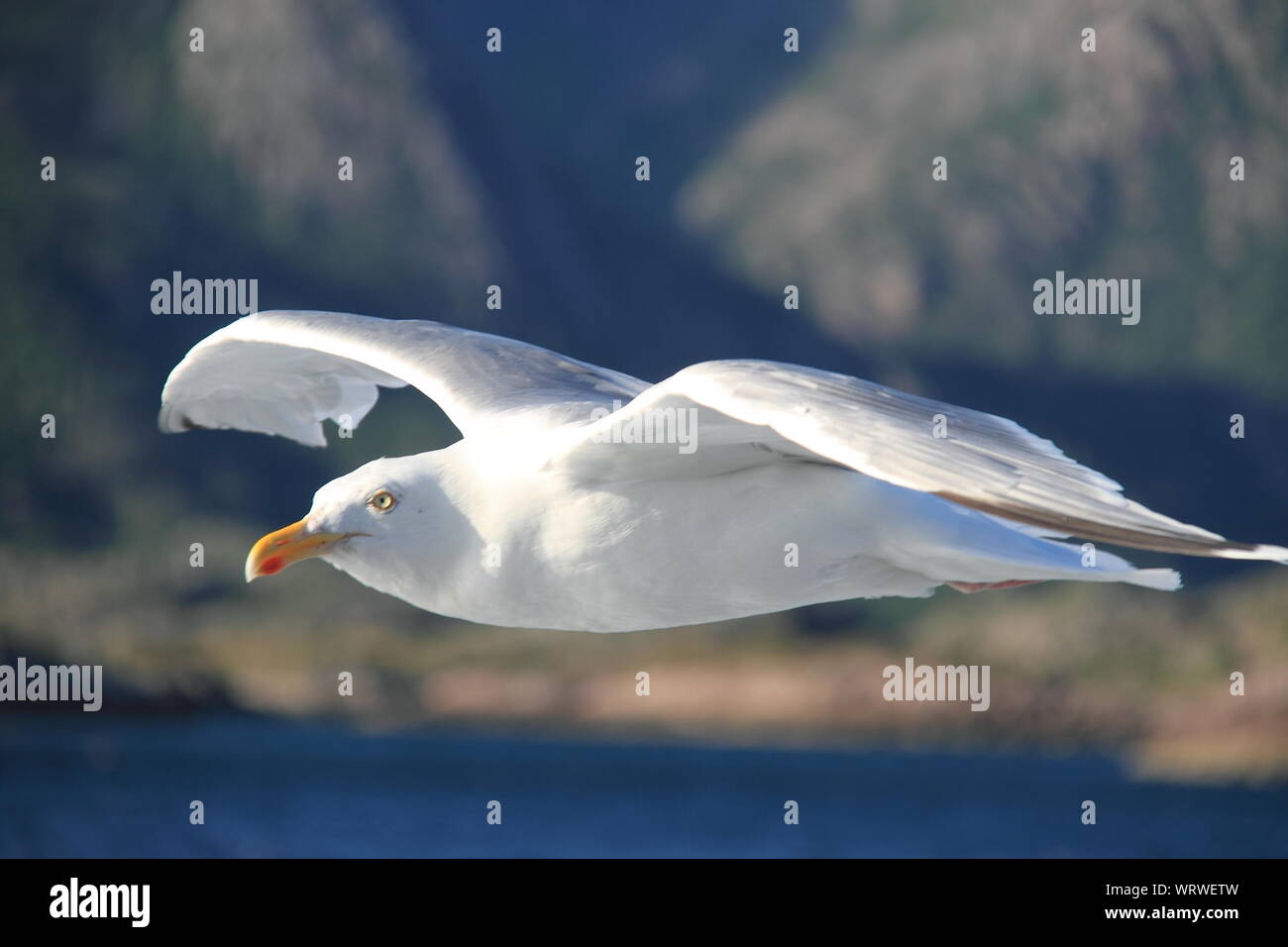 bird over sea In love with a view square seagull in flight Photography