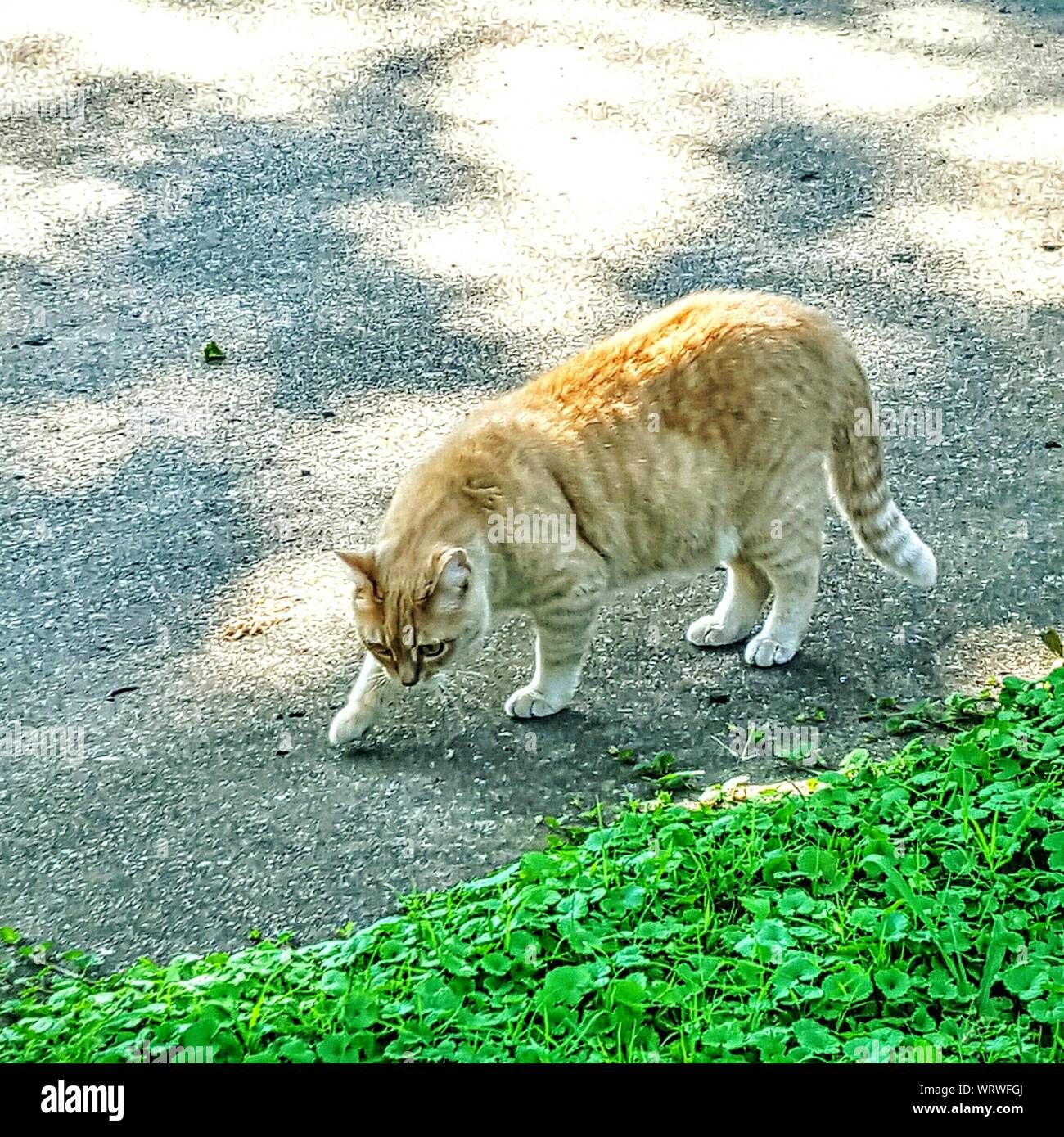 Alert Cat Alert Cat Walking On Road Stock Photo - Alamy