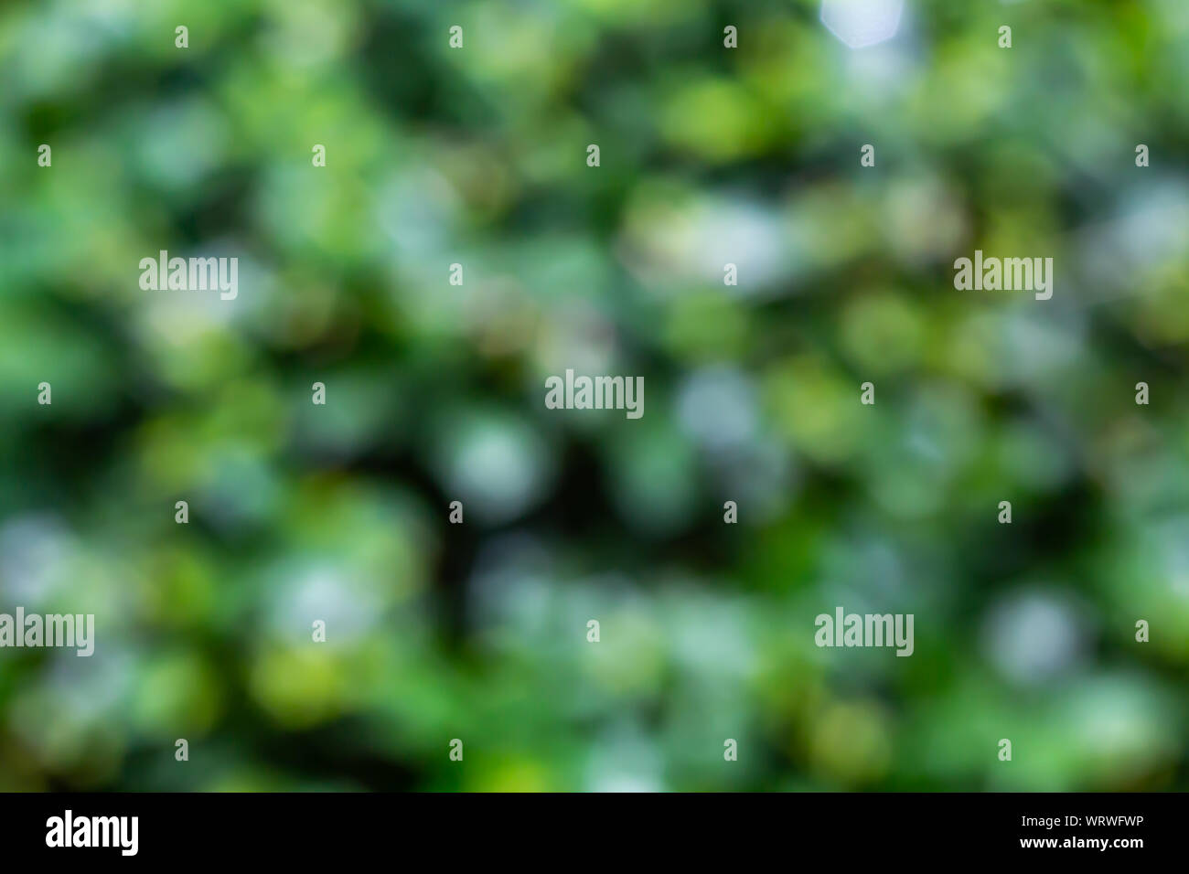 Bokeh blurred green plants and trees texture, Abstact background Stock Photo