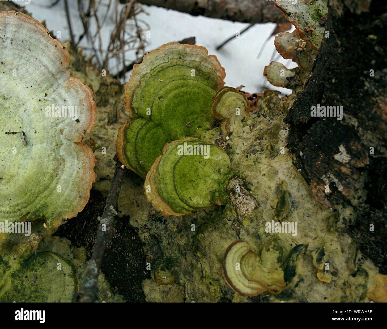 Mushrooms Growing On Tree Bark Stock Photo Alamy