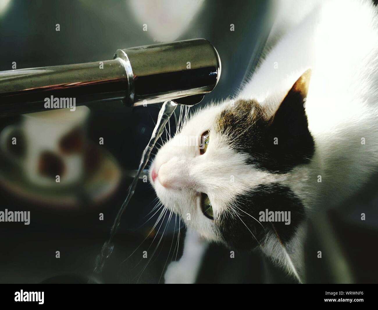 Cat Drinking Water From Kitchen Faucet Stock Photos Cat Drinking